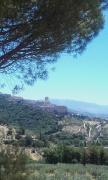 Top Assisi