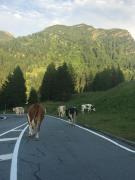 Top Sonnenalpe Nassfeld