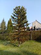 TLA Apartment with Garden