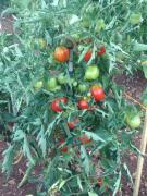 Top Komiža