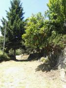 Top Gombitelli