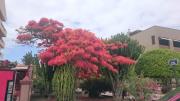 Top Los Cristianos
