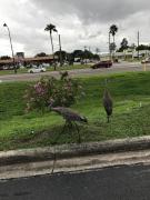Top Kissimmee
