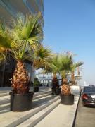 Top Mamaia