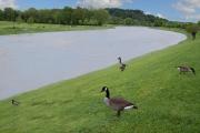 Top Sevierville