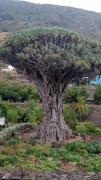 Top Los Cristianos