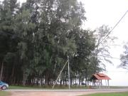 Top Dungun