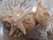 La Casa delle Conchiglie