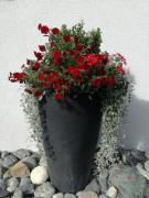 Top Nauders