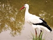 Top Trzciel Top Trzciel