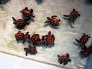 Top Kepulauan Seribu