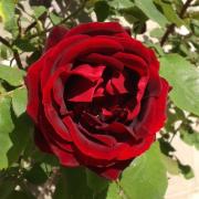 Top San Pietro in Cariano