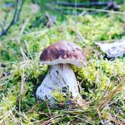 Top Barkocin Top Barkocin