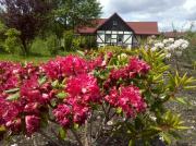 Top Mirosławiec Top Mirosławiec