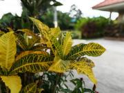 Top Prachinburi