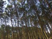 Top Mar de las Pampas
