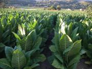 Top Jarandilla de la Vera