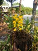 Rayong Phurua Resort ระยองภูเรือรีสอร์ท