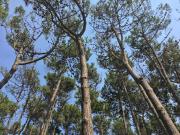 Top Mar de las Pampas