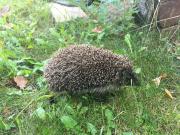 Top Szarvas Top Szarvas