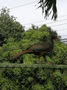 Hospedaje Las Orquídeas