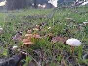 Top Casar de Palomero