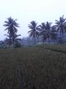 Top Ubud Top Ubud
