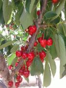 Top Algatocín Top Algatocín