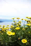 Top Opatija