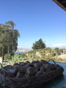 Top Tongoy Top Tongoy