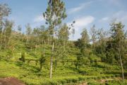 Top Kotagiri