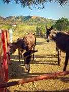 Top SantʼAlessio Siculo