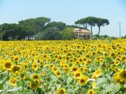 Top Castiglione del Lago