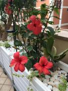 Top Bordighera