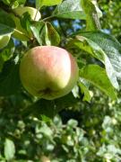 Ferienwohnung Bi Elschen