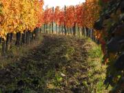 Casali del Picchio - Winery