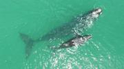 Top Gansbaai