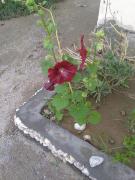 Top Amaicha del Valle