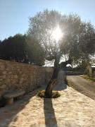 Top Casais dos Monizes