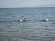 Top Néa Michanióna