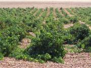 Top Cubillas de Santa Marta