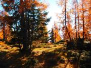 Top Tauplitzalm