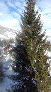 Top Pragelato