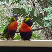 Avoca Beach "Cape Cottage"