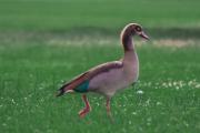 Top Naivasha