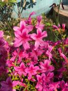 Top Bussy-Saint-Georges