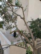 Top Trogir