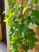 Top Caprino Veronese