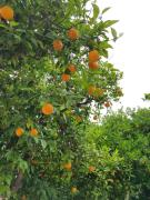 Top Ancient Epidavros Top Ancient Epidavros