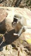 Top Serowe